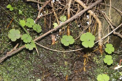 Hydrocotyle elongata, photographed by Joe Dillon