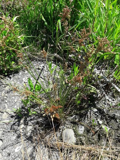 Juncus dichotomus, photographed by naturewatchwidow