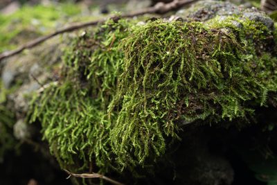 Racopilum cuspidigerum, photographed by 國立臺灣博物館