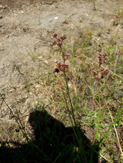 Juncus microcephalus, photographed by naturewatchwidow