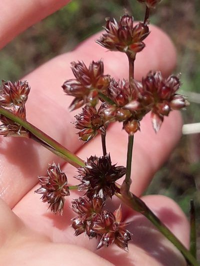Juncus microcephalus, photographed by naturewatchwidow