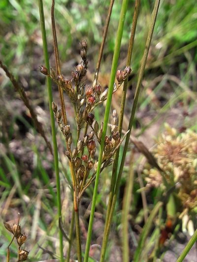 Juncus dichotomus, photographed by naturewatchwidow