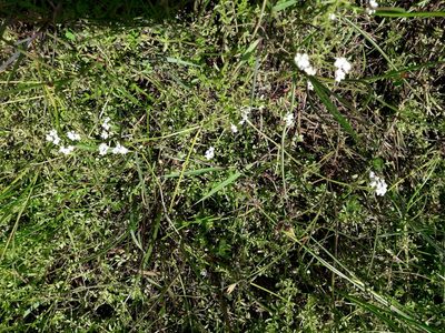 Hydrogalium elongatum, photographed by naturewatchwidow