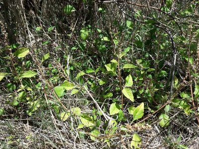 Amaranthus deflexus, photographed by naturewatchwidow