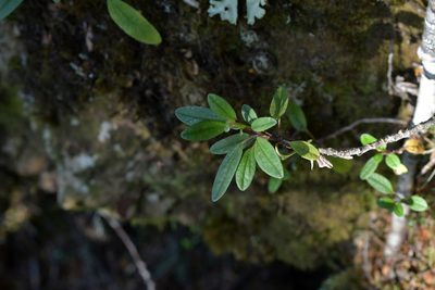 Brachyglottis revoluta, photographed by Christopher Stephens
