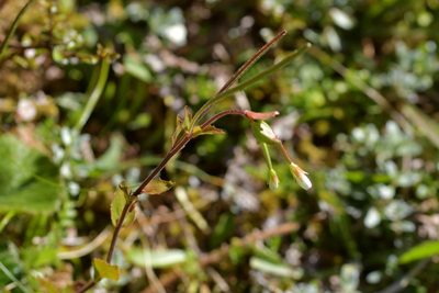 Epilobium chlorifolium, photographed by Christopher Stephens