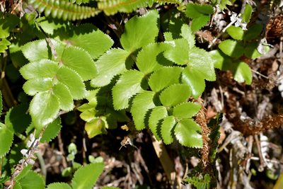 Gingidia montana, photographed by Christopher Stephens