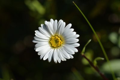 Celmisia durietzii, photographed by Christopher Stephens