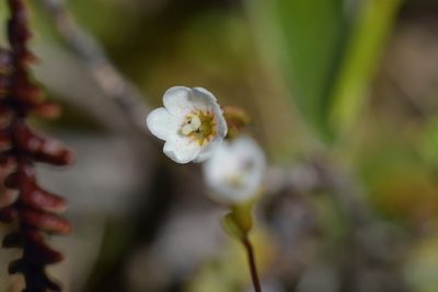 Forstera tenella, photographed by Christopher Stephens