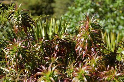 Dracophyllum menziesii, photographed by Christopher Stephens