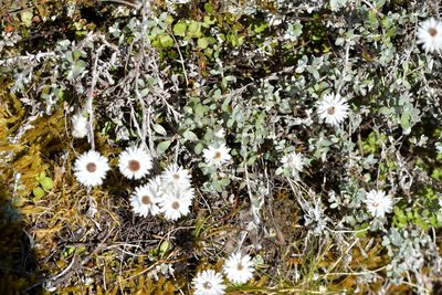 Anaphalioides bellidioides, photographed by Christopher Stephens