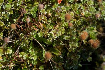 Acaena anserinifolia, photographed by Christopher Stephens