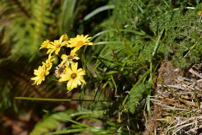 Dolichoglottis lyallii, photographed by Christopher Stephens