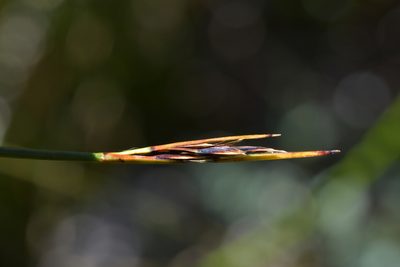 Schoenus pauciflorus, photographed by Christopher Stephens