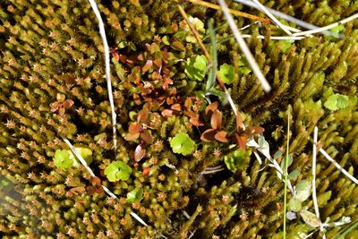Hydrocotyle novae-zeelandiae, photographed by Christopher Stephens
