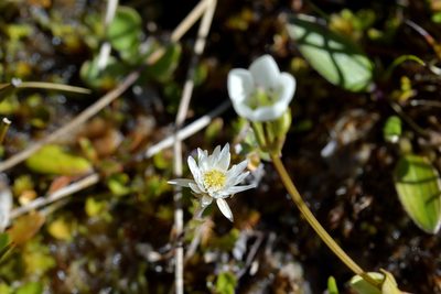 Anaphalioides bellidioides, photographed by Christopher Stephens
