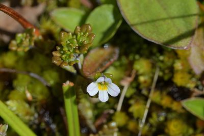 Euphrasia australis, photographed by Christopher Stephens