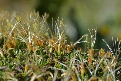 Coprosma perpusilla, photographed by Christopher Stephens