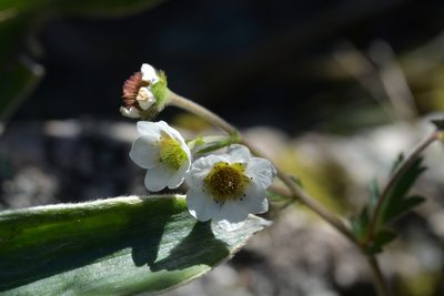 Geum cockaynei, photographed by Christopher Stephens