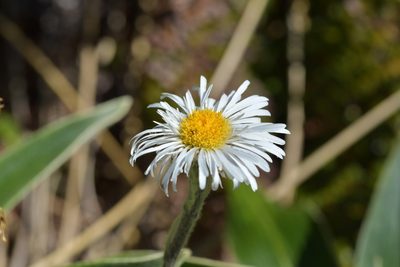Celmisia verbascifolia, photographed by Christopher Stephens