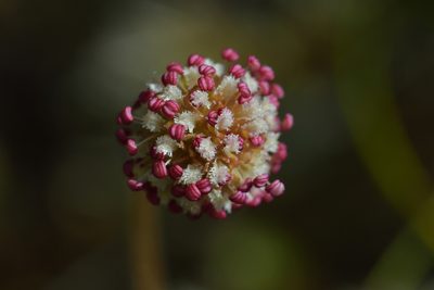 Acaena anserinifolia, photographed by Christopher Stephens