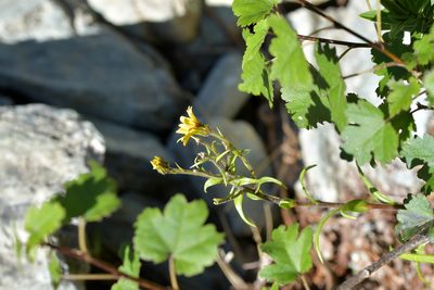 Dolichoglottis lyallii, photographed by Christopher Stephens