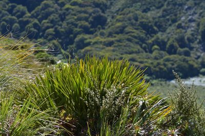 Aciphylla horrida, photographed by Christopher Stephens