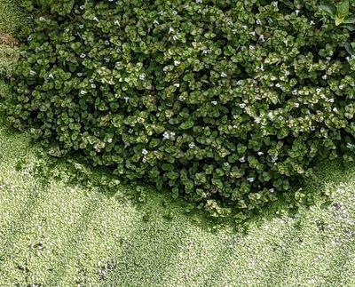 Lindernia rotundifolia, photographed by portioid