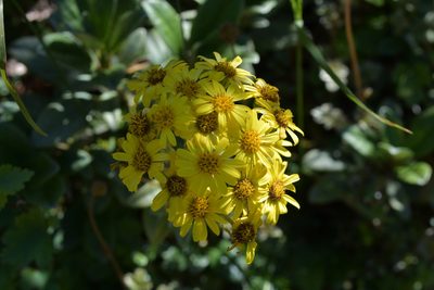 Brachyglottis revoluta, photographed by Christopher Stephens