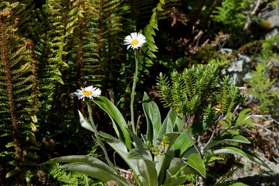 Celmisia semicordata, photographed by Christopher Stephens