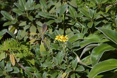 Brachyglottis revoluta, photographed by Christopher Stephens