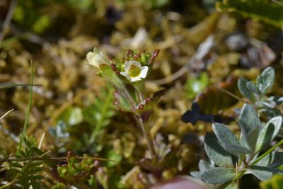 Euphrasia australis, photographed by Christopher Stephens