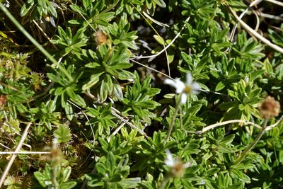 Celmisia walkeri, photographed by Christopher Stephens