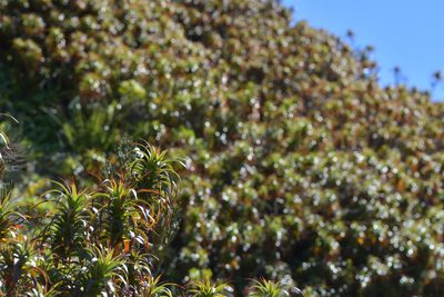 Dracophyllum menziesii, photographed by Christopher Stephens
