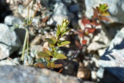 Epilobium glabellum, photographed by Christopher Stephens