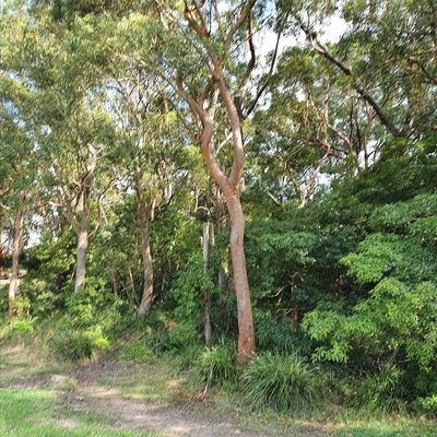 Angophora costata, photographed by ronavery