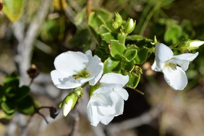 Veronica macrantha, photographed by Christopher Stephens