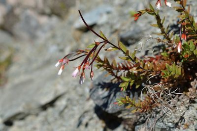 Epilobium glabellum, photographed by Christopher Stephens