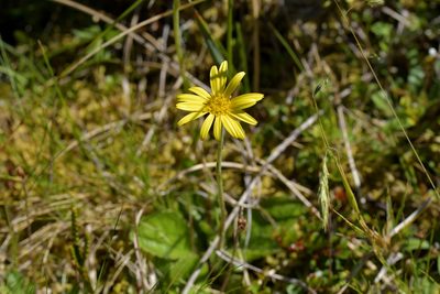 Brachyglottis lagopus, photographed by Christopher Stephens