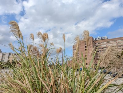 Miscanthus sinensis, photographed by 李奕寯