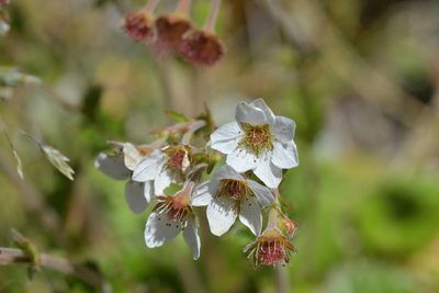 Geum cockaynei, photographed by Christopher Stephens