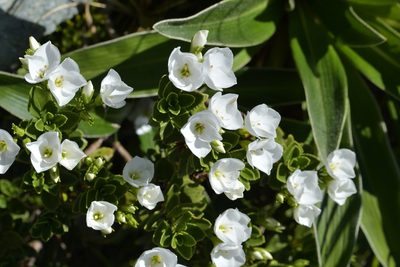 Veronica macrantha, photographed by Christopher Stephens