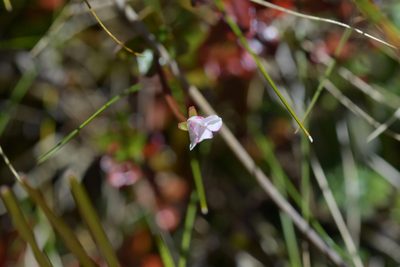 Epilobium glabellum, photographed by Christopher Stephens