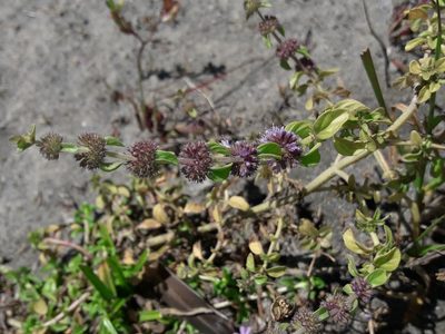 Mentha pulegium, photographed by naturewatchwidow