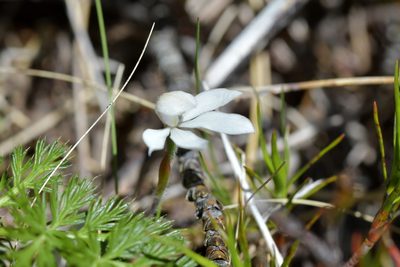 Caladenia lyallii