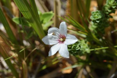 Forstera sedifolia, photographed by Christopher Stephens
