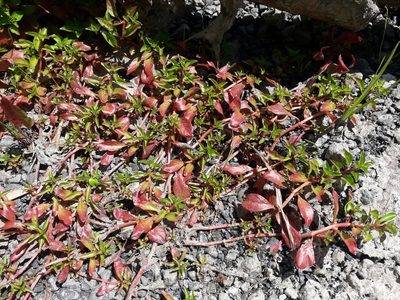 Ludwigia palustris, photographed by naturewatchwidow