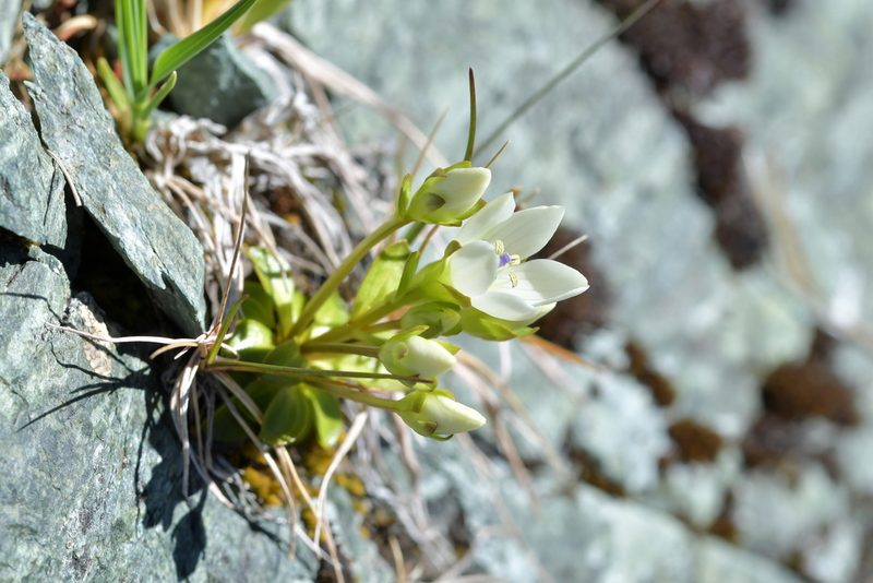 Gentianella divisa, photographed by Christopher Stephens