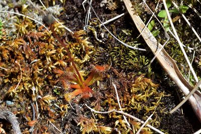 Drosera stenopetala, photographed by Christopher Stephens