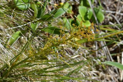 Aciphylla crenulata, photographed by Christopher Stephens